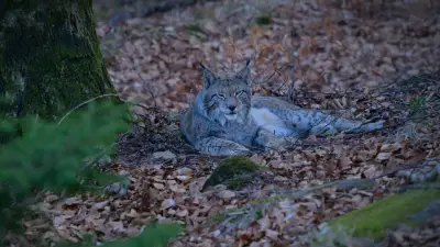 Seltene Luchs-Sichtung im Harz: Ein Zeichen für erfolgreichen Naturschutz
