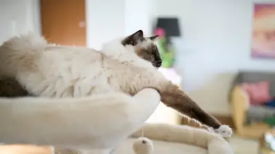 Stilvolle Katzenmöbel: Wie Design und Tierwohl im Wohnraum harmonieren