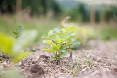 Stralsund pflanzt 50.000 Bäume: Großaktion für mehr Stadtgrün und Klimaschutz