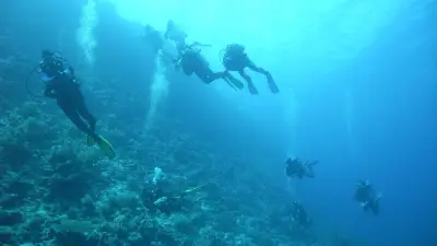Taucher filmt seltene Meerechsen vor Galapagos: Die Mini-Godzillas der Unterwasserwelt