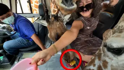 Thailand-Safari: Giraffen stürmen Bananen-beköderten Touristenbus