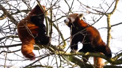 Tierisches Tinder im Zoo: Rote Pandas werden für Zuchtprogramm verkuppelt