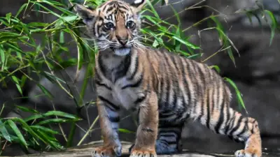 Tiger-Baby im Berliner Tierpark erhält Namen Lilly nach über 1000 Vorschlägen