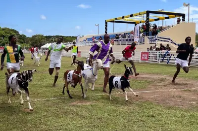 Tobagos Ostergeheimnis: Ziegenrennen statt Eiersuche in der Karibik