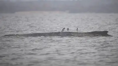Tragisches Schicksal des Ostsee-Wals Timmy: Qualvoller Tod vor Wismar