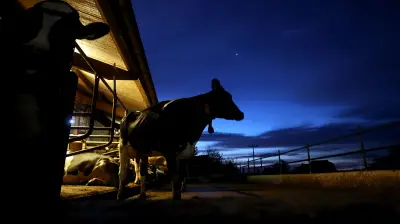 Vandalismus in Mühlanger: Radlader-Attacke auf Stall setzt Kühe frei