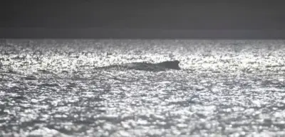 Verirrter Buckelwal in der Ostsee: Zustand verschlechtert sich dramatisch – Experten alarmiert