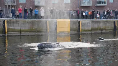 Verirrter Wal in Ostsee: Experten besorgt über Gesundheitszustand und Überlebenschancen