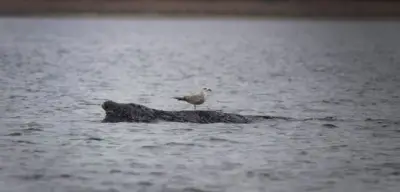 Wal-Drama an der Ostsee: Die unbequeme Wahrheit hinter dem Hype um 