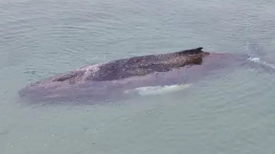 Wal-Drama in der Lübecker Bucht: Junger Buckelwal weiterhin auf Sandbank gefangen