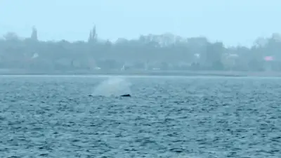 Wal Timmy in der Ostsee: Experten informieren über neue Rettungsmission