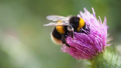 Wildbienen-Expertin Katja Burmeister kämpft in Laase für den Schutz der kleinen Bestäuber