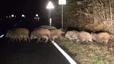 Wildschwein-Rotte stoppt mutmaßlichen Erpresser bei Flucht in Hessen