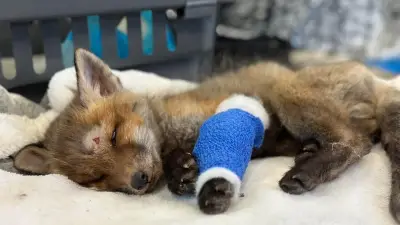 Wildtierrettung: Tierärzte müssen Gebührenordnung einhalten - Verantwortung liegt bei Findern