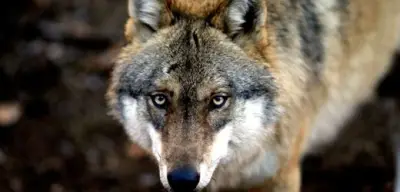 Wolf greift Frau in Hamburger Einkaufspassage an – Erster Angriff seit Rückkehr