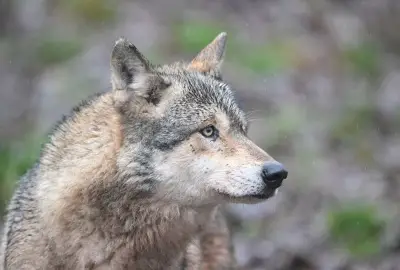 Wolf verletzt Frau in Hamburg – Thüringer Experten mahnen zur Vorsicht bei Sichtungen