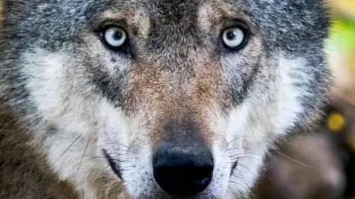 Wolfsangriff in Hamburg schürt Debatte: Keine auffälligen Tiere in Mecklenburg-Vorpommern