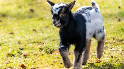 Zoo Rostock startet neue Tierzeiten und Wasserspiele für die Ostersaison
