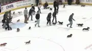30 Dackel flitzen über Eishockey-Eis: Niedliches Rennen begeistert Zuschauer