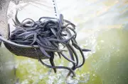 Aal-Besatz aus Frankreich: Anglerverband setzt Millionen Fische in Niedersachsen aus