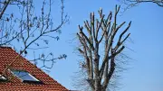 Baumfrevel in Hoym: Alte Winterlinde radikal geköpft - Nachbarn entsetzt über Zerstörung