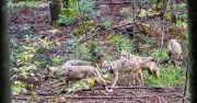 Bayerns Landtag beschließt umstrittene Jagdreform: Leichtere Wolfsjagd und neue Regeln für Rehwild