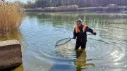 Überraschungen bei Fischbergung: 700 Kilogramm Kadaver aus Viereckteich entfernt