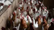 Brandenburg: Newcastle-Krankheit zwingt zu Tötung von 377.000 weiteren Hühnern