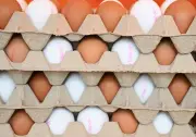 Brandenburgs Eierproduktion leicht rückläufig, aber weiterhin auf hohem Niveau