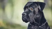 Cane Corso: Vom Listenhund zum liebevollen Familienbegleiter