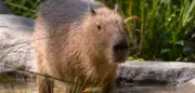 Capybara Samba entwischt aus britischem Zoo: Wasserschwein auf der Flucht in England