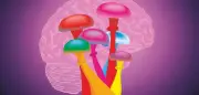 Deutsche Studie: Hochdosiertes Psilocybin lindert schwere Depressionen trotz verfehltem Hauptziel