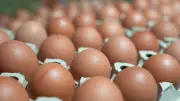 Deutsche verzehren Rekordmenge an Eiern: 252 Stück pro Kopf im Jahr 2025