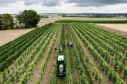 Deutsche Winzer erleben kleinste Ernte seit 2017: Wetterkapriolen drücken Weinproduktion