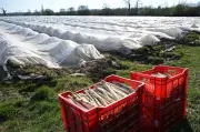 Deutscher Spargelanbau schrumpft: Importe steigen deutlich an