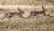 Die Rückkehr des Feldhasen: Sachsen-Anhalt erlebt ein Comeback der Langohren