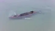 Drama in der Ostsee: Gestrandeter Buckelwal kämpft ums Überleben vor Timmendorfer Strand