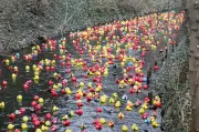 Erfurter Entenrennen: 3.500 Kunststoffenten und kreative Schmuckenten-Parade