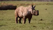 Erster Ausflug von Baby-Nashorn Mick im Whipsnade Zoo: Vorsichtig erkundet er die Welt
