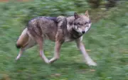 Erster Wolfsangriff in Hamburg: Experten erklären, warum Wölfe in Städte kommen