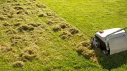 Experte warnt: Rasenvertikutieren im März birgt große Risiken für Ihren Garten