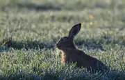 Feldhasen in Brandenburg: Bestand stabil trotz bundesweiter Krankheitsbedenken