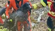 Feuerwehreinsatz in Stuttgart: Labrador-Hündin April aus Moor gerettet
