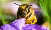 Frühblüher als Insektenretter: So schaffen Sie ein Paradies für Bienen im Frühling
