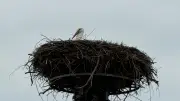 Frühlingsbote kehrt früh zurück: Storch besetzt Nest am Röbeler Friesensportplatz
