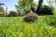 Frühlingserwachen der Wildtiere: So unterstützen Sie Igel, Kröten und Hummeln im Garten