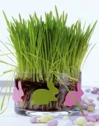 Frisches Ostergras selbst ziehen: In zehn Tagen zur natürlichen Osterdekoration