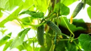 Gartenexpertin enthüllt: So gelingt die Gurkenanzucht auch Anfängern mühelos