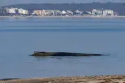Gestrandeter Wal an der Ostsee: Bergung würde das Tier zerreißen
