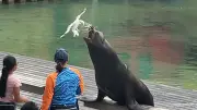 Gewagter Raubzug: Möwe stiehlt Fisch bei Seelöwen-Show vor den Augen eines Kindes
